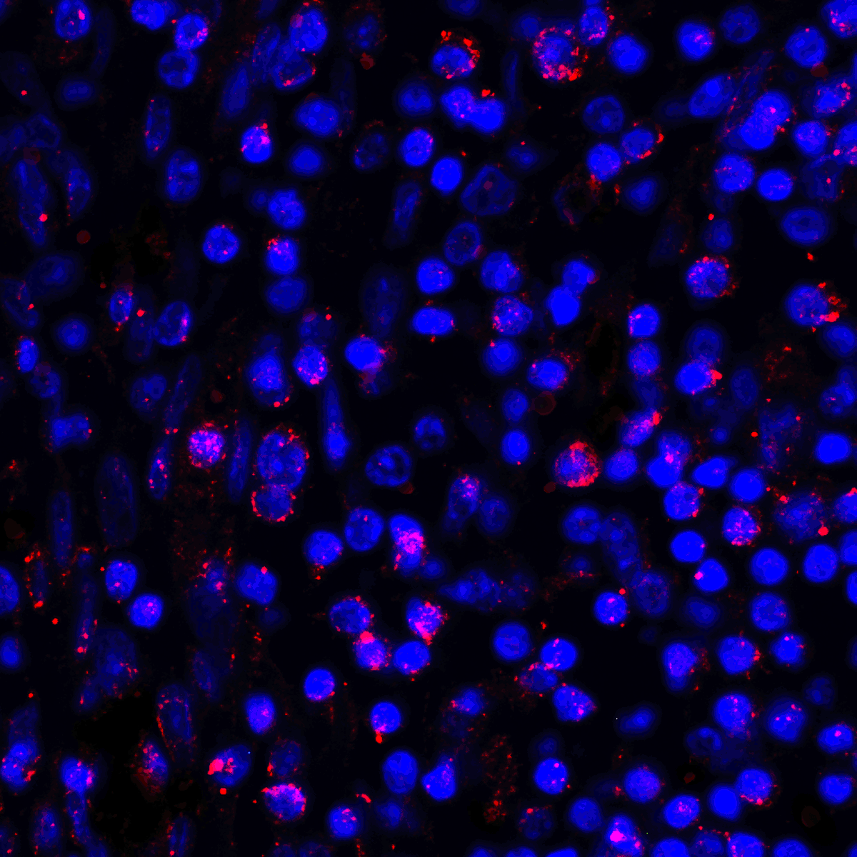 PDL1 Antibody [1D7]