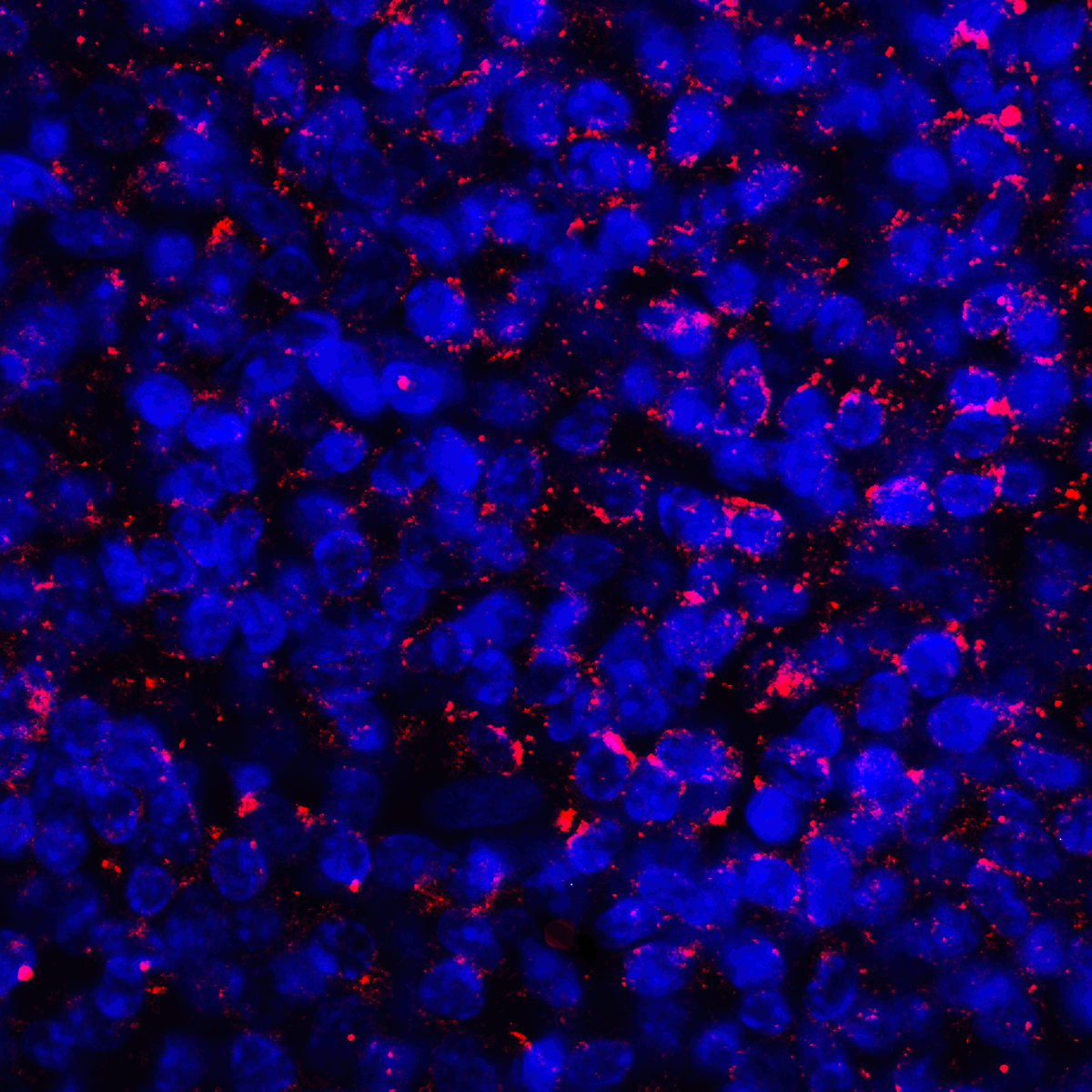 PDL1 Antibody [1D7]