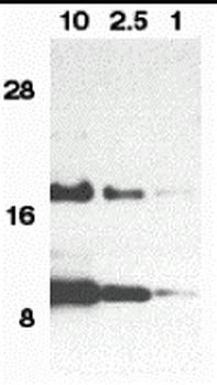 CCL11 Antibody