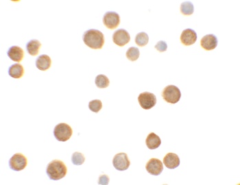 C2orf40 Antibody