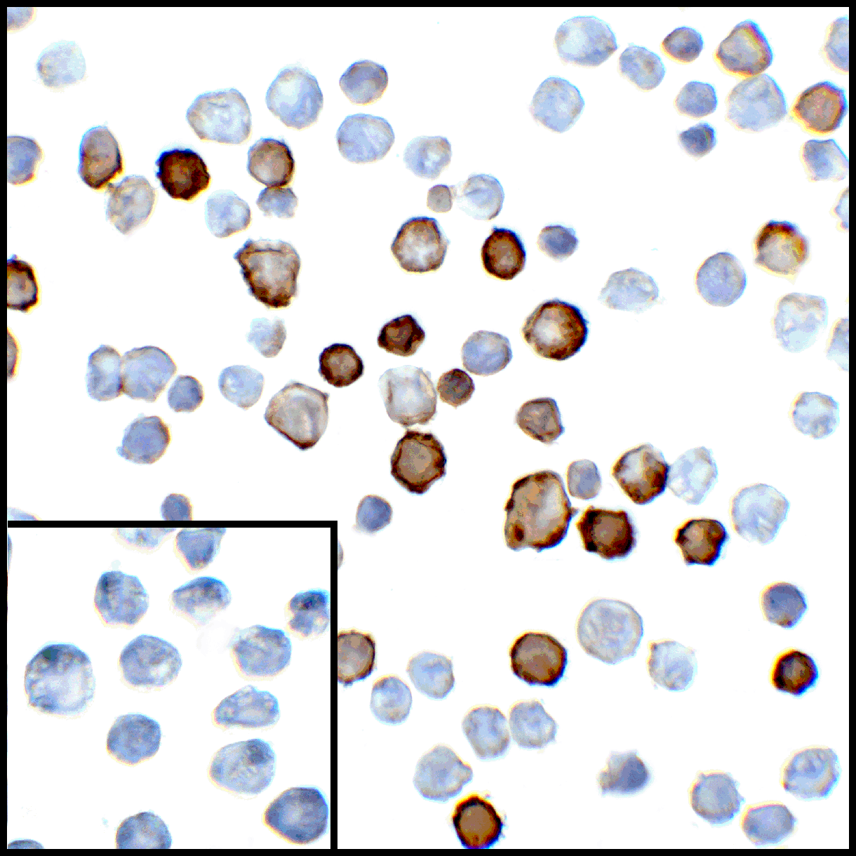 PDL2 Antibody [4E10]