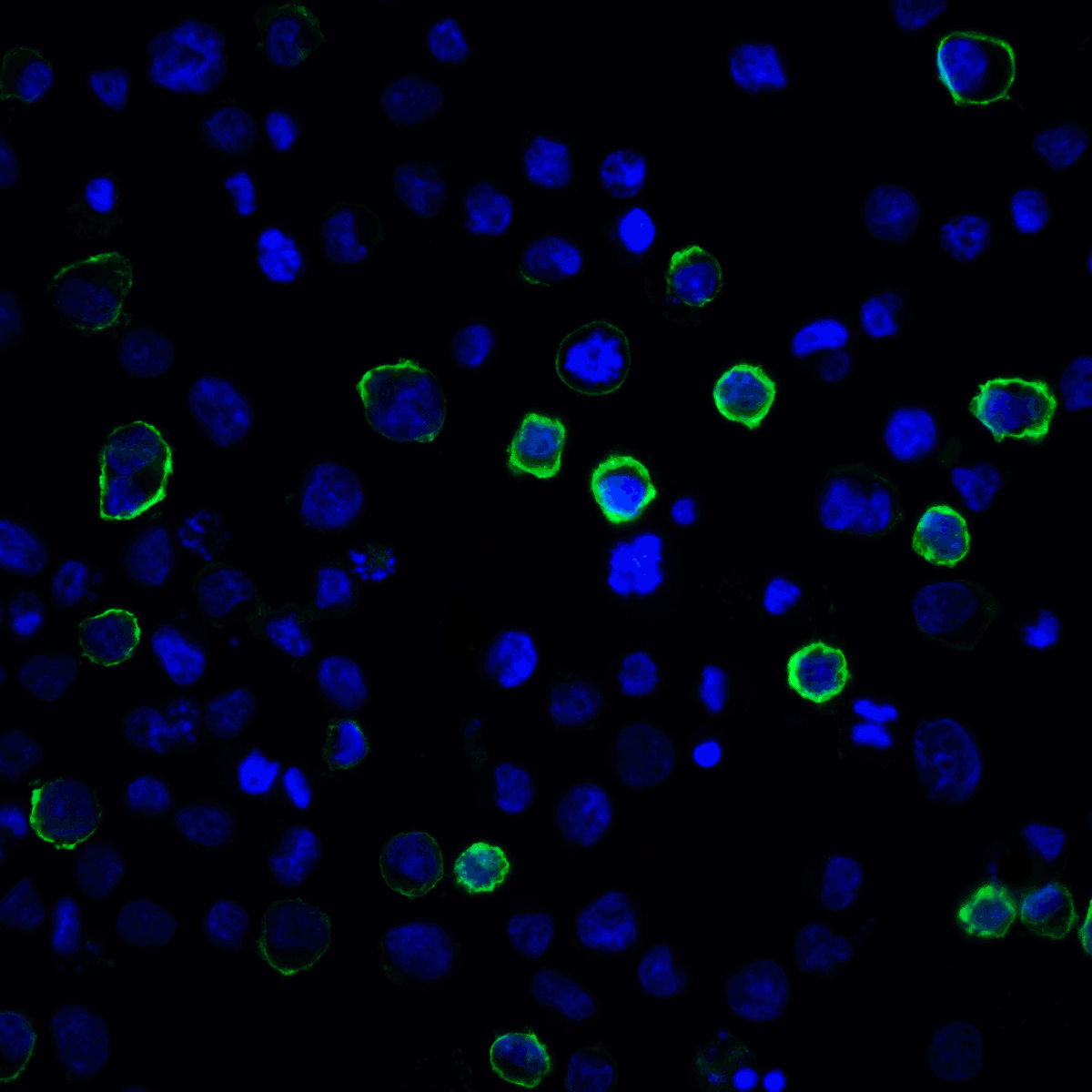 PDL2 Antibody [7C7]