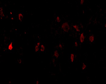 PD-L2 Antibody