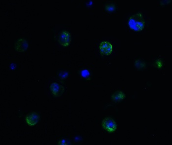 PPARGC1A Antibody
