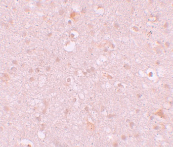 CXXC4 Antibody