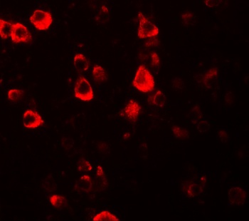 CXXC4 Antibody