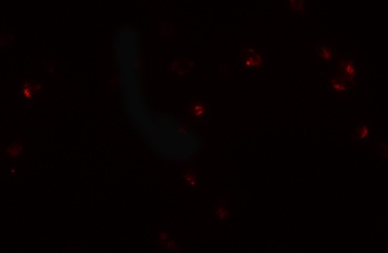 CRIM1 Antibody