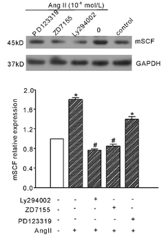 KITLG Antibody