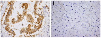 Smac Antibody