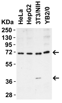 ST2 Antibody