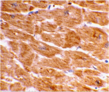 CASP1 Antibody