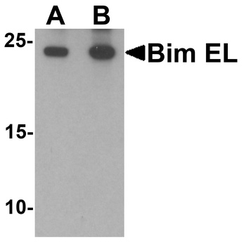 BCL2L11 Antibody