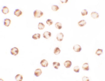 BCL2L11 Antibody