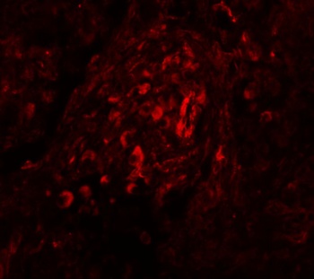 BCAS4 Antibody