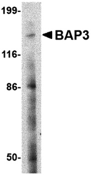 BAIAP3 Antibody