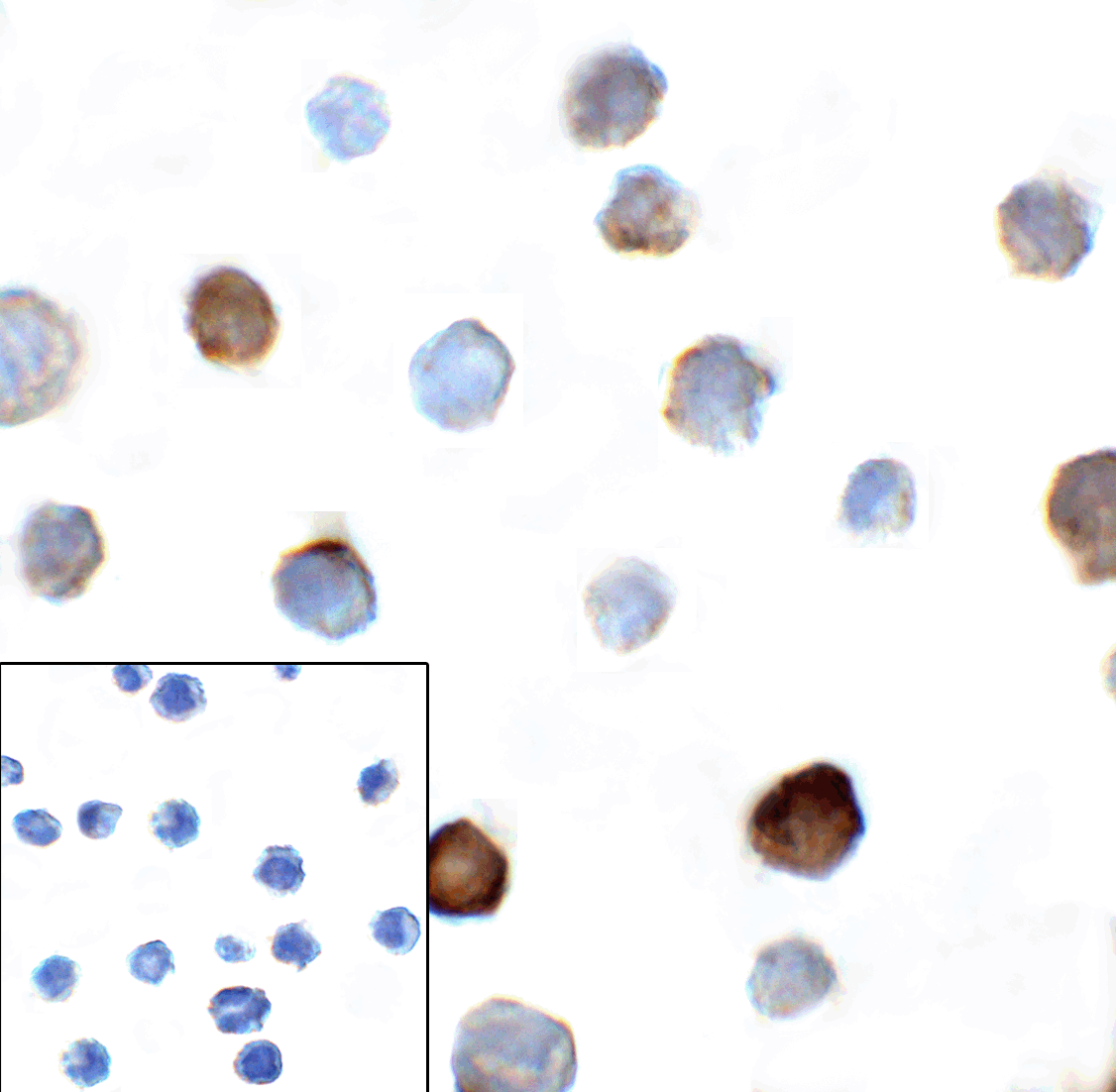 TIGIT Antibody [4A11]