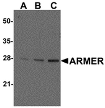 ARL6IP1 Antibody