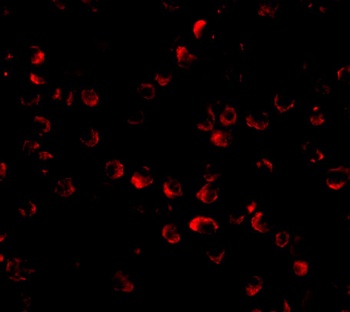 HUWE1 Antibody