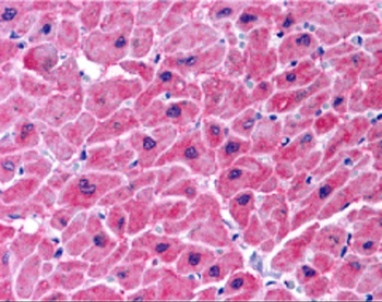 ARC Antibody