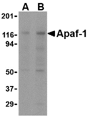 APAF1 Antibody