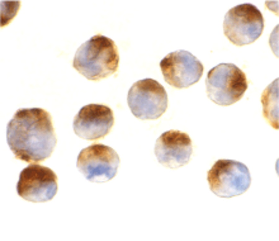 APAF1 Antibody