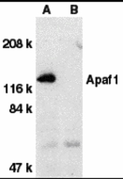 APAF1 Antibody