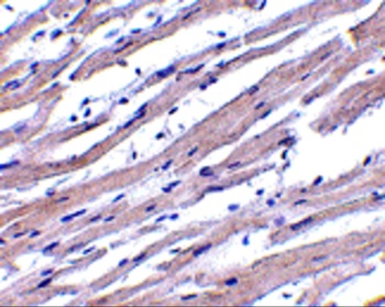 APAF1 Antibody