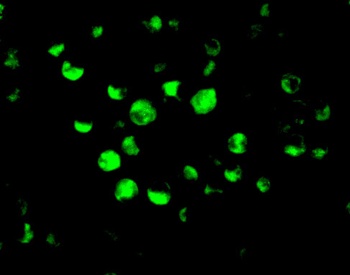 APAF1 Antibody