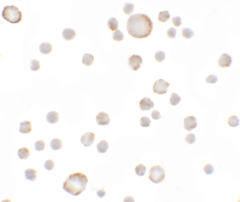 KAL1 Antibody