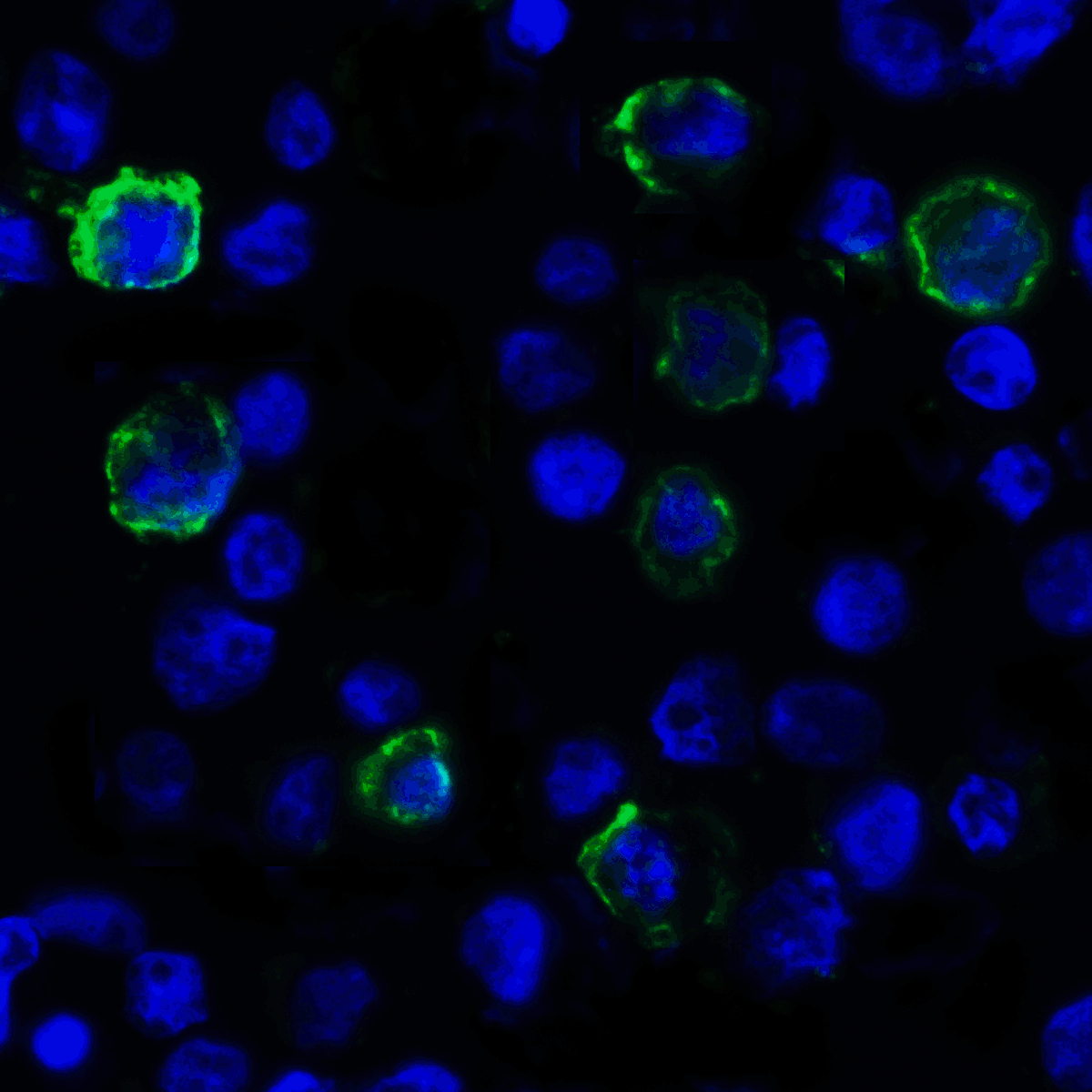 VISTA Antibody [4C4]