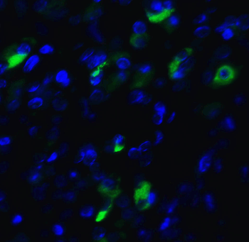 XBP-1 Antibody