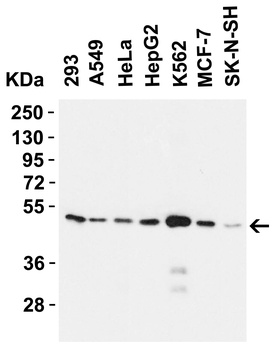 ZIP7 Antibody