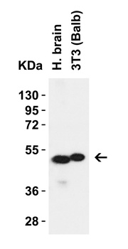 ZIP7 Antibody