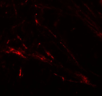 ZIP7 Antibody