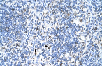 PCNA Antibody