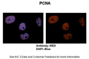 PCNA Antibody