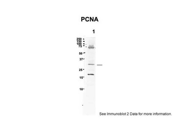 PCNA Antibody