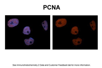 PCNA Antibody