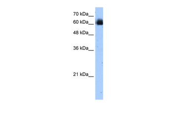 RELB Antibody