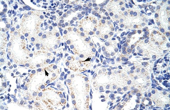 LOC652595 Antibody