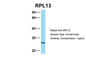 RPL13 Antibody
