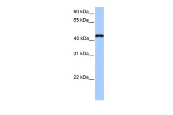 TEAD3 Antibody