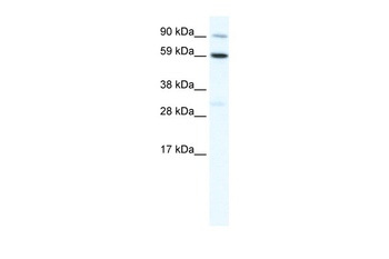TBX21 Antibody