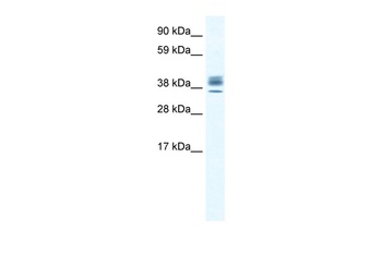 ESX1 Antibody