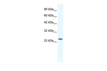 TCF7 Antibody