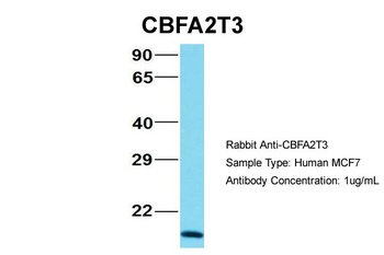 CBFA2T3 Antibody