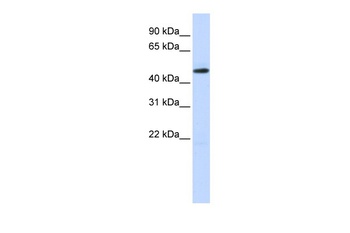 TEAD2 Antibody