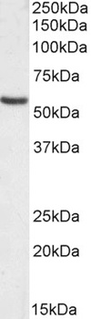 SOCS7 Antibody
