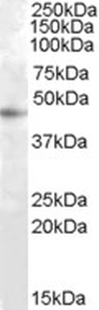 TOM1L1 Antibody