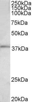 VEGFA Antibody